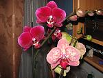     
: IMG_2062.jpg
: 90
:	133.9 
ID:	3557865