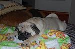     
: DSC_0138.JPG
: 41
:	109.3 
ID:	3560340