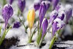    
: 56383453_1268464785_vesna_cvetuy.jpg
: 6
:	28.8 
ID:	3562589
