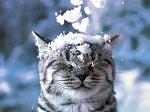     
: Кот-снег-450x337.jpg
: 4
:	39.2 
ID:	3565936