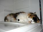     
: P1120781.jpg
: 60
:	73.4 
ID:	3581176