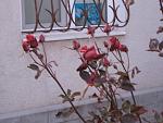     
: IMG_0104.jpg
: 22
:	55.8 
ID:	3587522