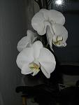     
: IMG_2834.jpg
: 50
:	51.1 
ID:	3593243