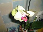     
: IMG_2783.jpg
: 44
:	116.6 
ID:	3593246