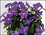     
: browallia.jpg
: 21
:	11.3 
ID:	360055