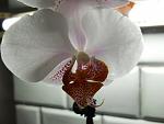     
: b660e9268b6b75e10ba8a9edc93fbb72.jpg
: 17
:	27.6 
ID:	3600918