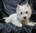     
: IMG_6994.jpg
: 33
:	94.5 
ID:	3603350