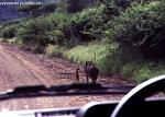     
: timon_i_pumba.jpg
: 78
:	58.2 
ID:	3604182