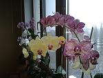     
: 2012-01-10 09.30.38.jpg
: 50
:	155.9 
ID:	3608834