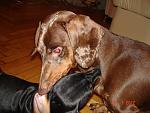    
: DSC04341.jpg
: 23
:	179.5 
ID:	3612479