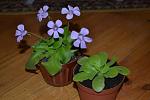     
: weser pinguicula.jpg
: 24
:	79.6 
ID:	3615096