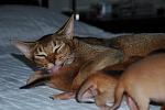     
: Baly- 4.jpg
: 152
:	66.0 
ID:	361752