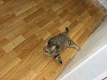     
: x_1a9c86f6.jpg
: 53
:	58.4 
ID:	3617875