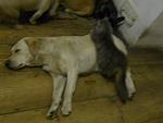     
: DSCN1738.jpg
: 38
:	77.2 
ID:	3631445
