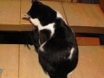     
: IMG_0090.jpg
: 23
:	100.6 
ID:	3639074