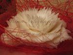     
: IMG_5296.jpg
: 17
:	161.3 
ID:	3647464