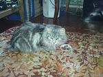     
: DSC03387.jpg
: 74
:	189.3 
ID:	3650171