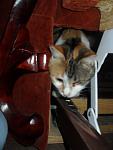    
: SDC17217.jpg
: 4
:	54.7 
ID:	3657418