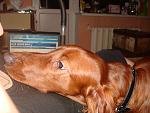     
: DSC07058.jpg
: 13
:	137.7 
ID:	3660422