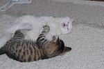     
: x_9e78059c.jpg
: 49
:	55.8 
ID:	3662473