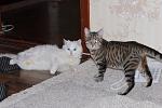     
: x_384aaf13.jpg
: 53
:	51.3 
ID:	3662476