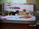     
: img 081.jpg
: 38
:	118.0 
ID:	3672908