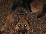     
: IMG_0781.jpg
: 52
:	238.5 
ID:	3673773