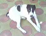     
: IMG0015A.jpg
: 38
:	204.2 
ID:	3698441