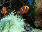     
: DSC01336.jpg
: 62
:	168.6 
ID:	3702184