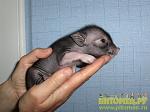     
: 1253004723_209026.jpg
: 27
:	135.8 
ID:	3718928