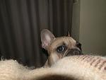     
: P2050446.jpg
: 25
:	84.4 
ID:	3733000