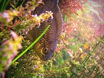     
: IMG_0106.jpg
: 36
:	227.4 
ID:	3744877