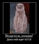     
: kote9.JPG
: 49
:	48.1 
ID:	3753876