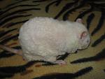     
: IMG_6550.JPG
: 22
:	158.6 
ID:	3759301