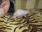     
: IMG_6555.JPG
: 21
:	209.0 
ID:	3759303