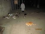    
: IMG_0410.jpg
: 116
:	101.3 
ID:	3775019