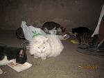     
: IMG_0385.jpg
: 102
:	105.6 
ID:	3775022