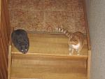     
: IMG_1603.jpg
: 30
:	147.9 
ID:	3782676
