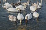     
: DSC_0006.jpg
: 23
:	60.0 
ID:	3799122