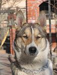     
: IMG_2509.jpg
: 24
:	101.8 
ID:	3805314