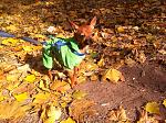     
: IMG_3551.jpg
: 26
:	304.4 
ID:	3816527