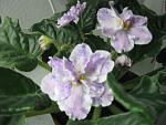     
: IMG_2038.jpg
: 45
:	119.9 
ID:	3818916