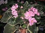     
: IMG_2157.jpg
: 60
:	183.6 
ID:	3818946