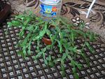     
: IMG_2297.jpg
: 54
:	152.6 
ID:	3818970