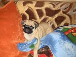     
: IMG_0428.jpg
: 52
:	150.7 
ID:	3853000
