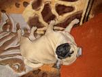     
: IMG_0468.jpg
: 51
:	136.9 
ID:	3853002