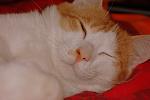    
: DSC_8522.jpg
: 22
:	86.7 
ID:	3858090