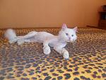     
: SAM_1106.jpg
: 32
:	131.1 
ID:	3860926