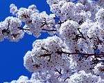     
: 915890043.jpg
: 7
:	181.3 
ID:	3872635