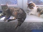     
: Фото0137.jpg
: 10
:	100.4 
ID:	3873407